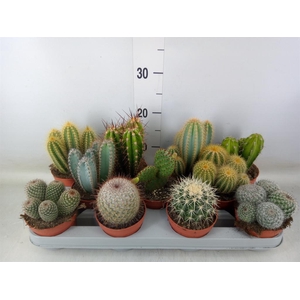 Cactus   ...mix
