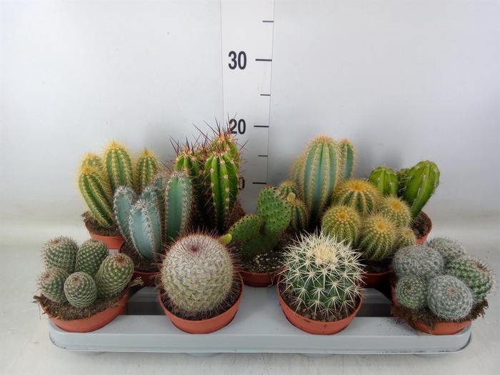 <h4>Cactus   ...mix</h4>