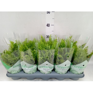 Nephrolepis exal. 'Green Moment'