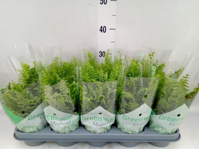 <h4>Nephrolepis exal. 'Green Moment'</h4>