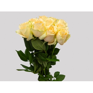 ROSA PEACH AVALANCHE 050 CM ESTUFA