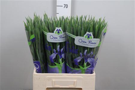 <h4>Iris Casablanca</h4>