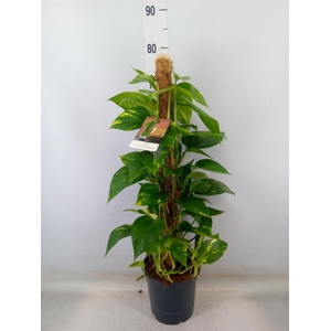 Epipremnum pinn.   ...moss stick