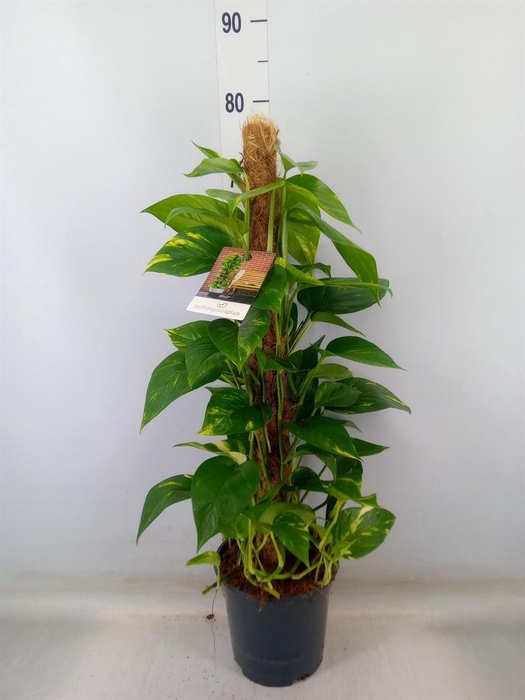 <h4>Epipremnum pinn.   ...moss stick</h4>