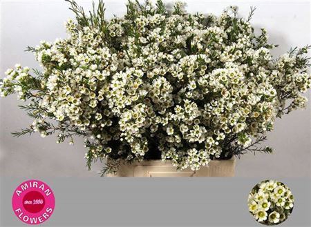 <h4>Chame Crystal Pearl</h4>