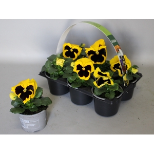 Viola wittrockiana sixpack F1 Yellow with Blotch