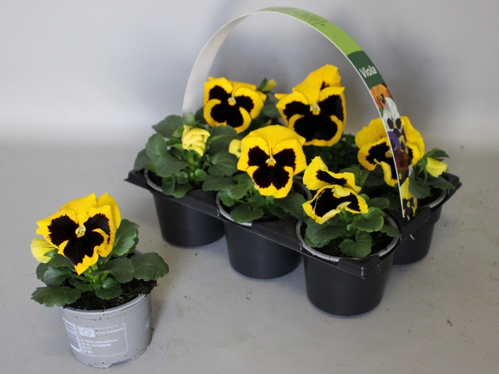 <h4>Viola wittrockiana sixpack F1 Yellow with Blotch</h4>
