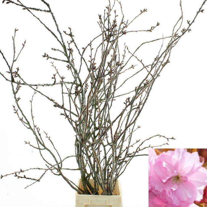 <h4>PRUNUS SERRULATA</h4>