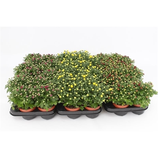 <h4>Chrysanthemum Gardenmum Mix Layer</h4>