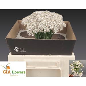 Allium Tuberosum