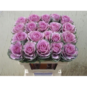 Brass Crane Pink