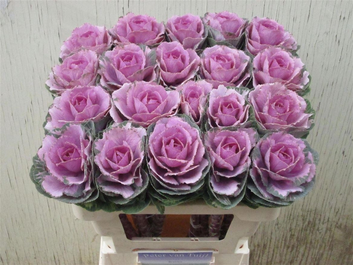 <h4>Brass Crane Pink</h4>
