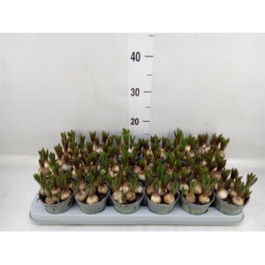 Muscari  'White Spear'