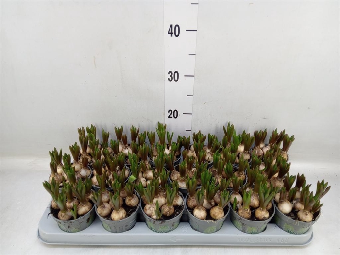 <h4>Muscari 'White Spear'</h4>