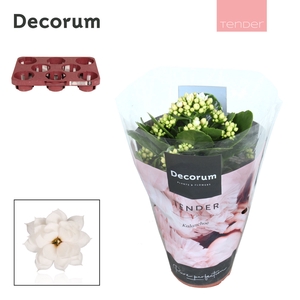 Kalanchoe Decorum TENDER - Serenity Silk