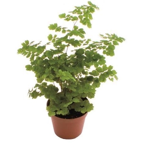 Adiantum raddi. 'Fritz-Luthi'