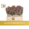 Lim Sin Blush Diamond