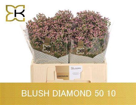 Lim Sin Blush Diamond