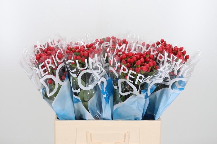 <h4>Hyp Coco Rio Rood</h4>