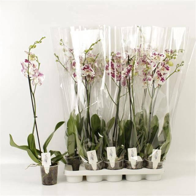 <h4>PHAL AN MARRAKESH</h4>