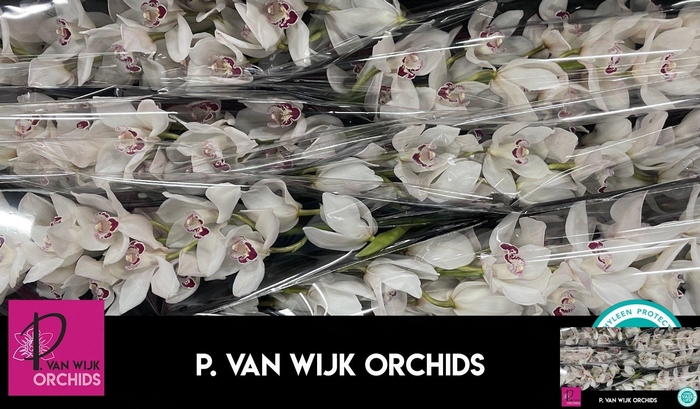 <h4>CYMB T MAZURKA</h4>