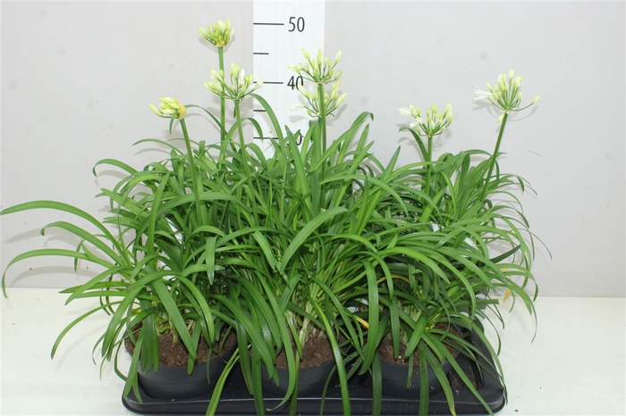 <h4>Agapanthus Afr Summer Love White</h4>