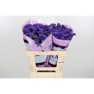 Lim S Acqua Su Birds