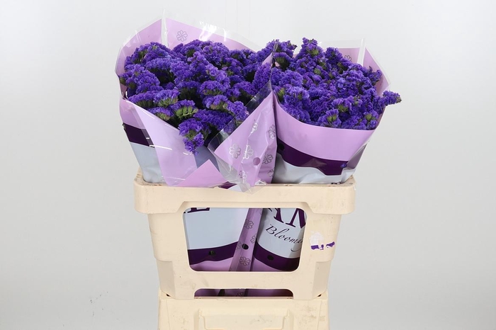 <h4>Lim S Acqua Su Birds</h4>