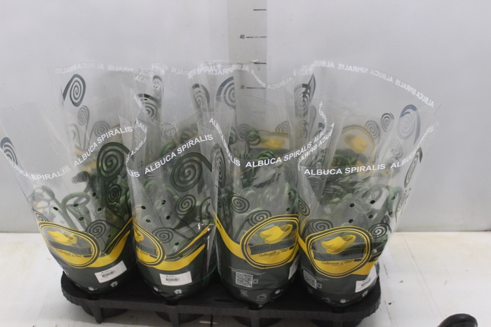 <h4>ALBUCA SPIRALIS P14 SEM FLOR</h4>