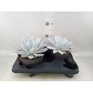Echeveria  'Mexican Giant'
