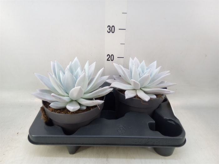 <h4>Echeveria  'Mexican Giant'</h4>