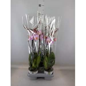 Phalaenopsis  'Ant Salinas'