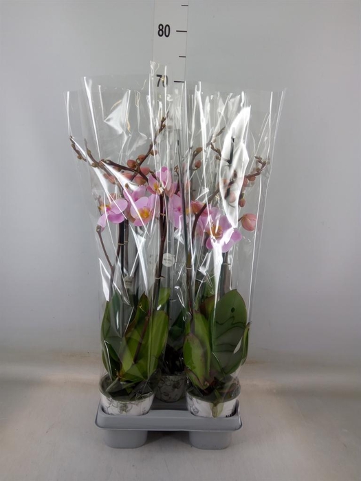 <h4>Phalaenopsis 'Ant Salinas'</h4>