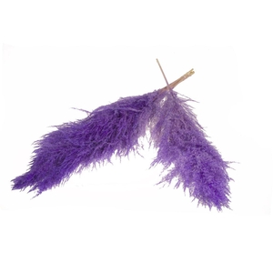 Pampasgras 115cm 5pc Bunch Purple