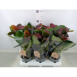 Anthurium  'Black Love'