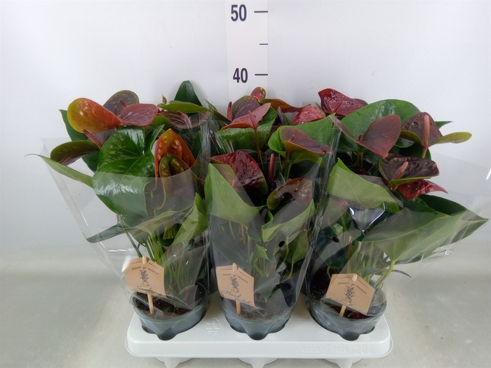 <h4>Anthurium  'Black Love'</h4>