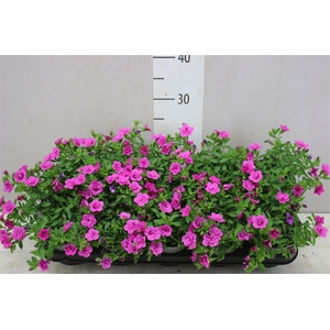 Calibrachoa Doubble Rose