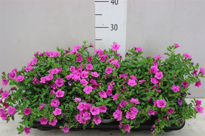 <h4>Calibrachoa Doubble Rose</h4>