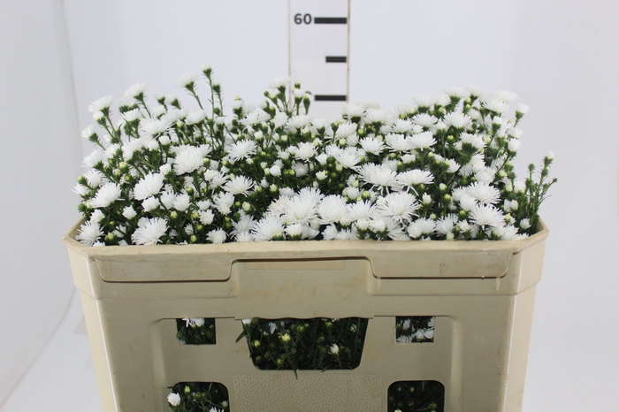 <h4>ASTER MARIANA 050 CM</h4>