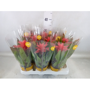 Guzmania  'Lorena'