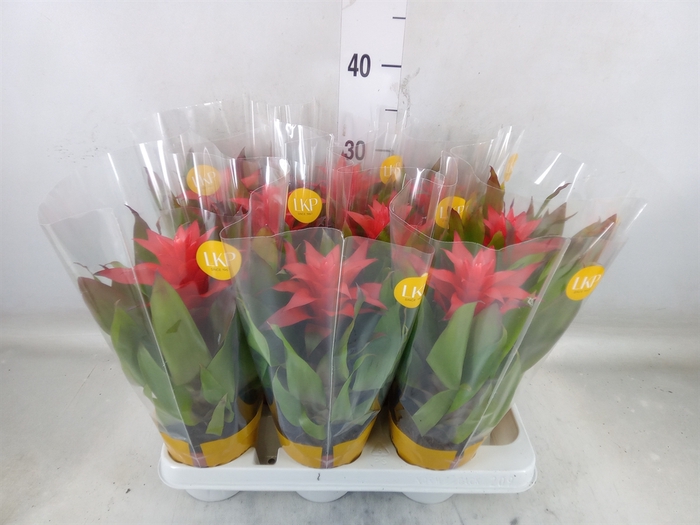 <h4>Guzmania  'Lorena'</h4>