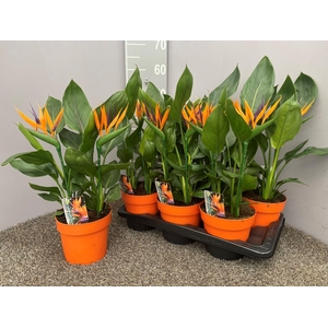 Strelitzia 4pp met kunstbloem -17