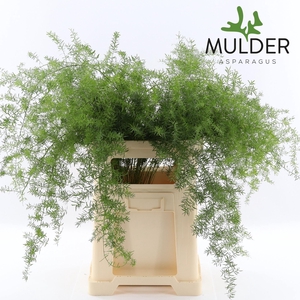 Asparagus dens. 'Sprengeri'
