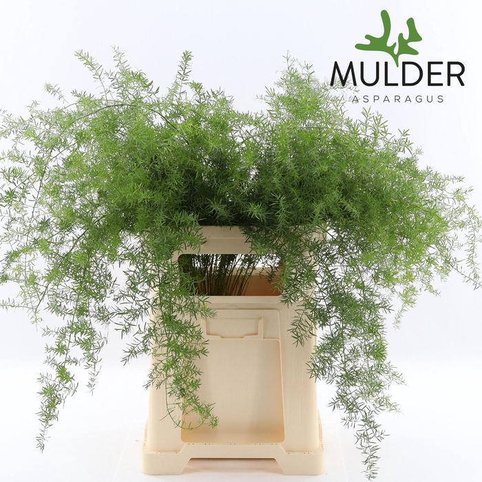 <h4>Asparagus dens. 'Sprengeri'</h4>