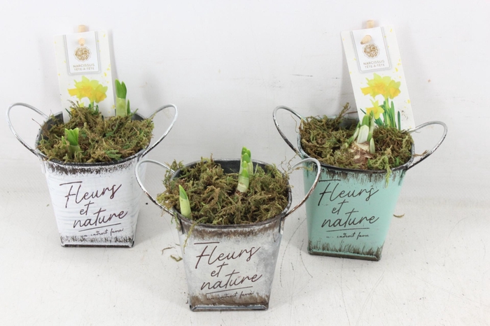 <h4>arr4 Narcis FL - Zink fleurs 4kant x9</h4>