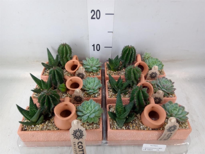 <h4>Arr.  Cactus L%</h4>