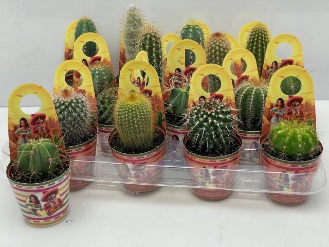 <h4>CACTUS GEM</h4>