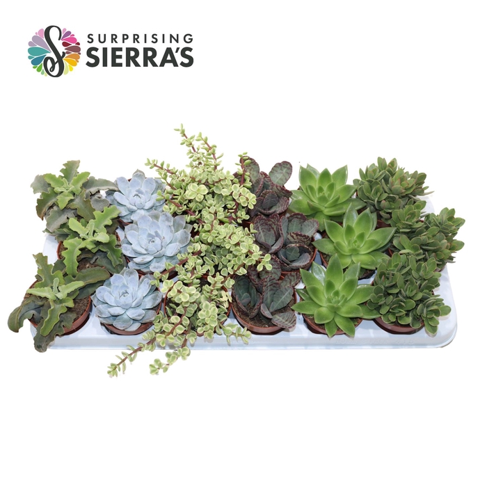 Sierra's® - Valencia Succulent Mix (Prime)