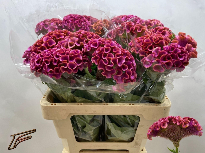 <h4>CELOSIA ARG. CR 'LAVLY'</h4>
