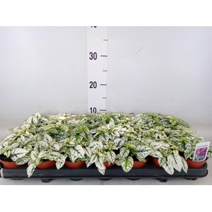 Hypoestes phyllo. 'Confetti C Whit'